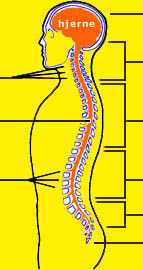 spine diagram